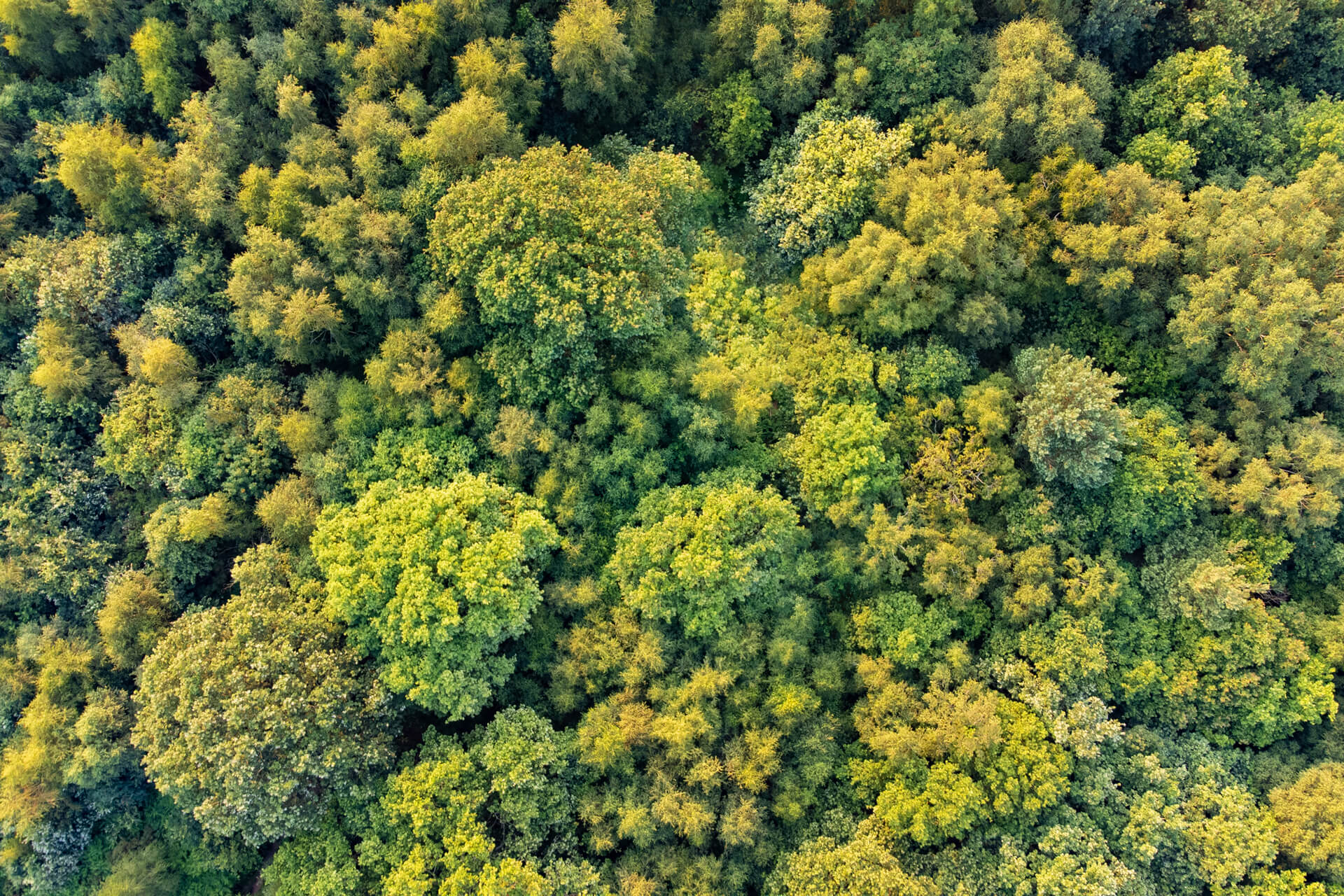 An overhead shot of a tree canopy.