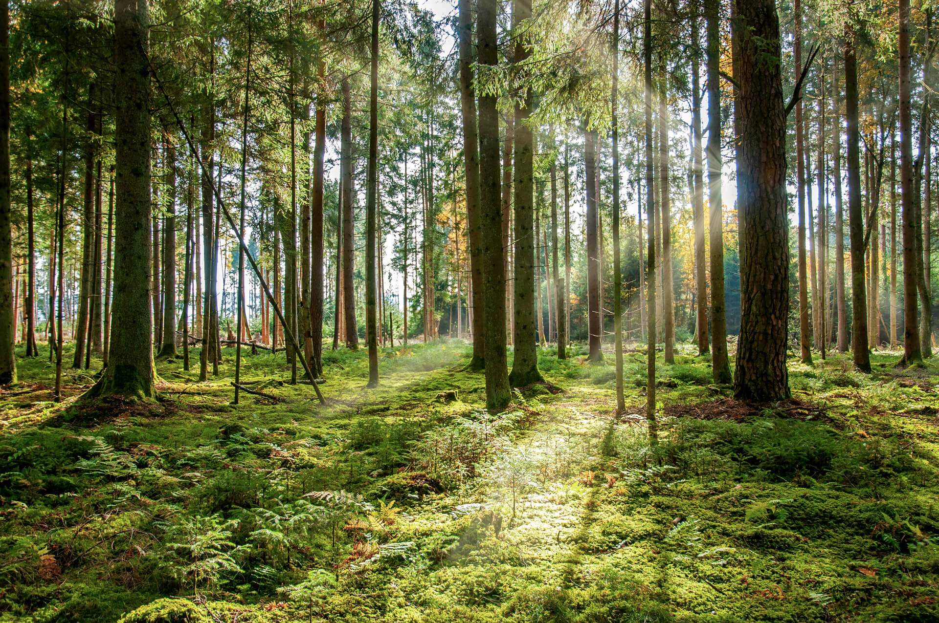 A shot of the forest from the perspective of the floor.