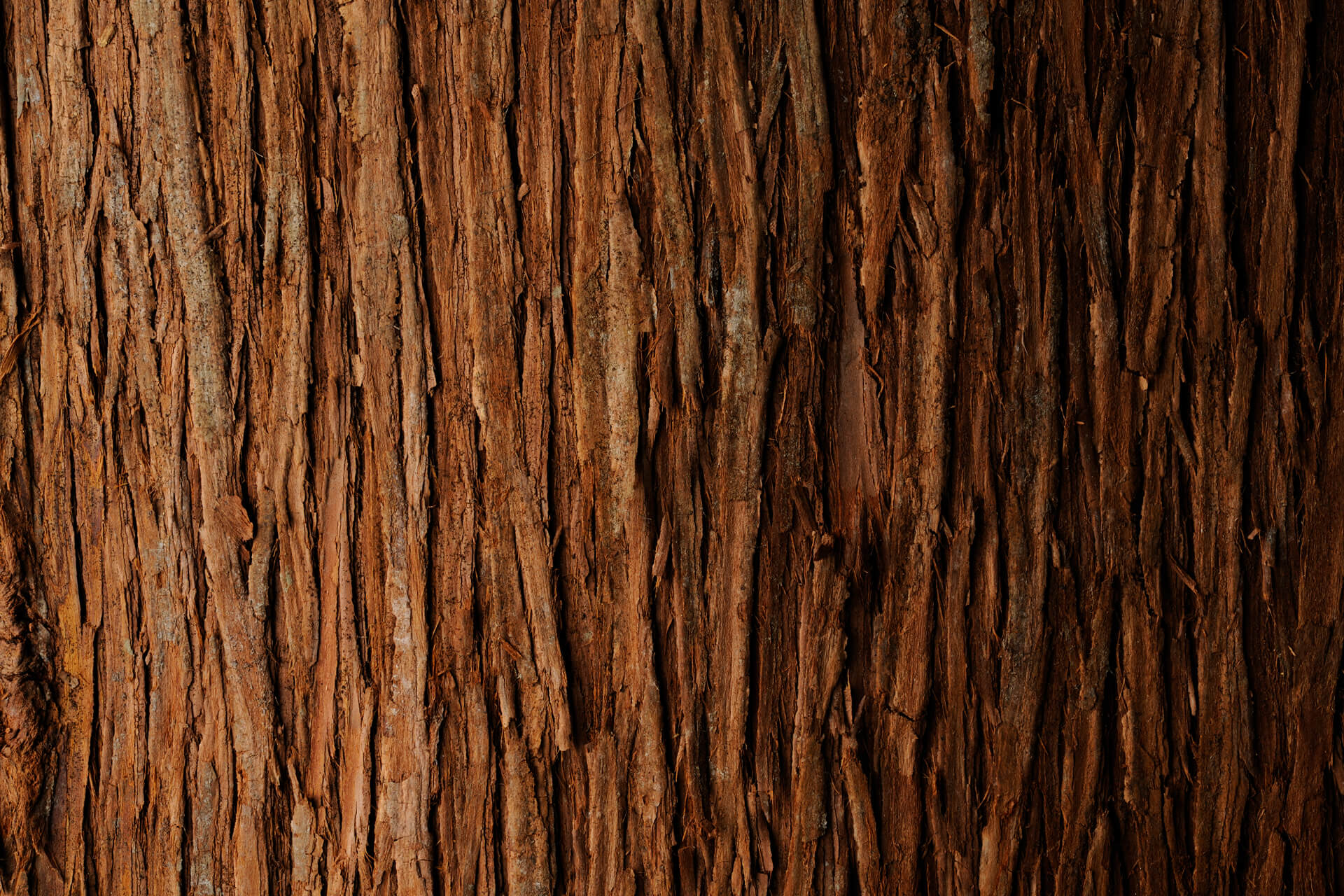 A close up shot of tree bark.